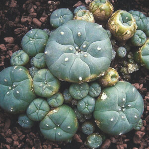 buy mescaline (peyote) online