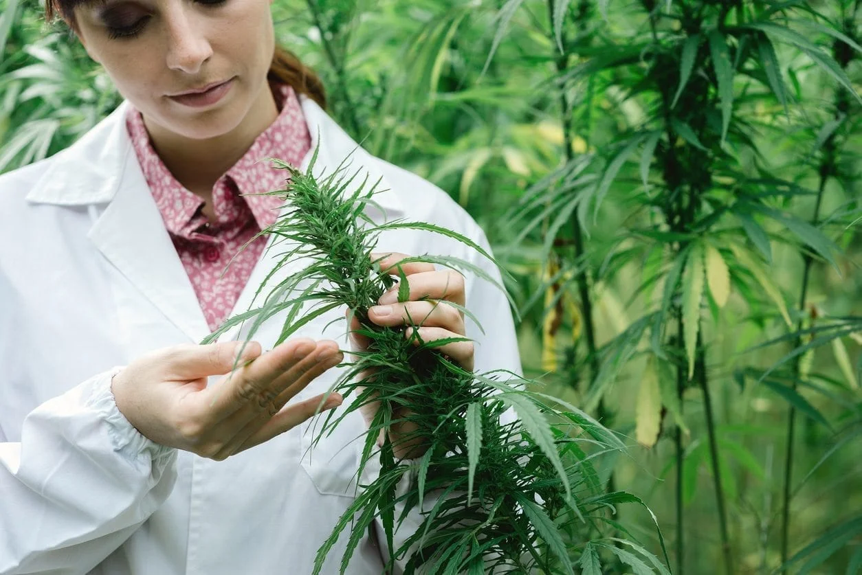 medschemstore.com | ‎The Effects Of Marijuana On The Brain